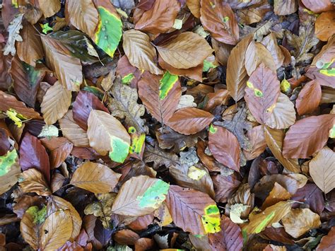 Woodland Leaf